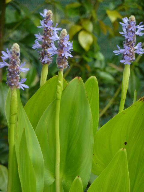 Kit 4 Piante Per Laghetto: Ninfee Piccole (Chrysantha + Bateau) + Myrio + Iris - Foto 2